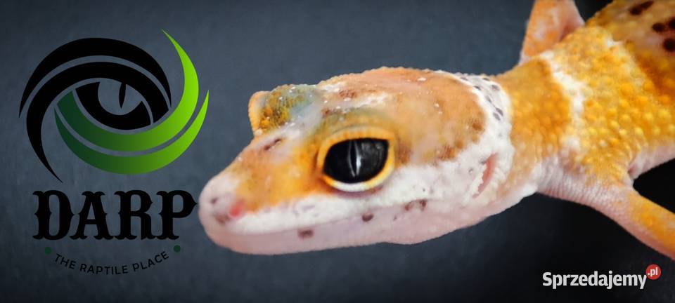 Eublefar Gekon Lamparci maluchy Bytom