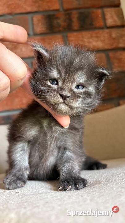 Maine Coon Orion Szembruk