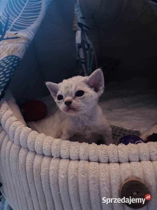 koteczka Devon Rex oczy niebieskie Devon Rex