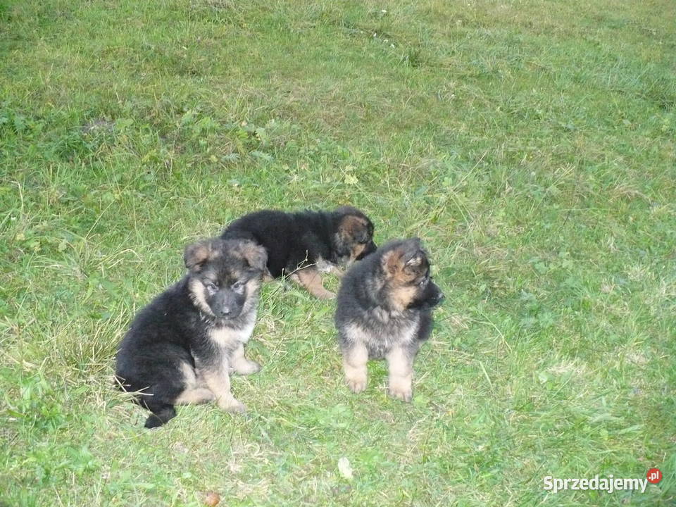 Owczarek Niemiecki Długowłosy sprzedam