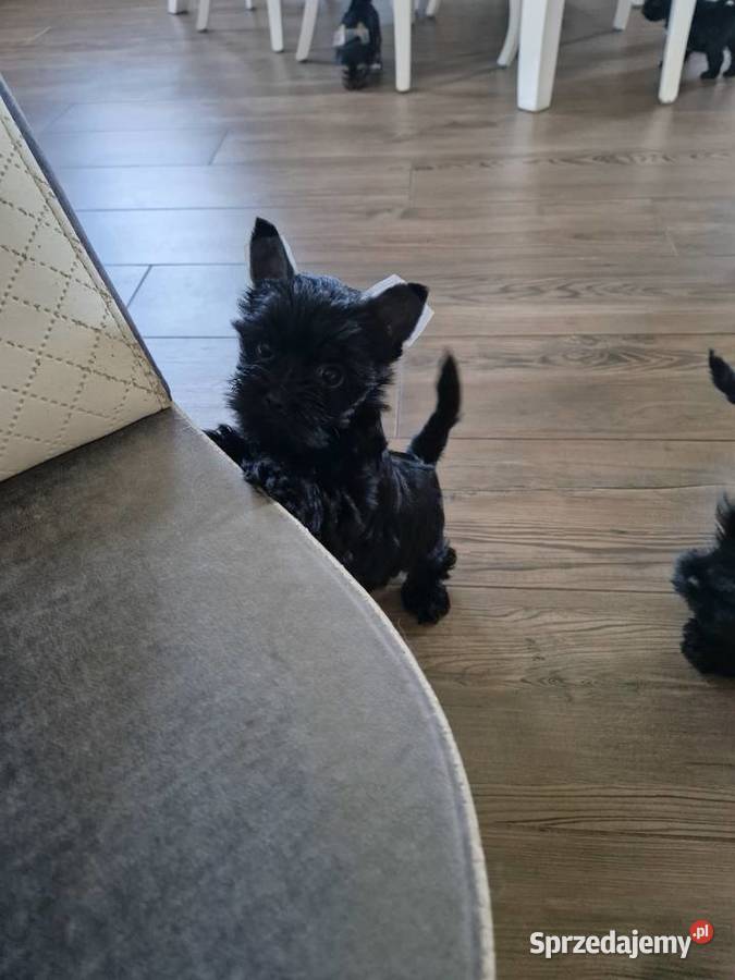 Yorkshire Terrier Czarny Diabełek Niepołomice sprzedam