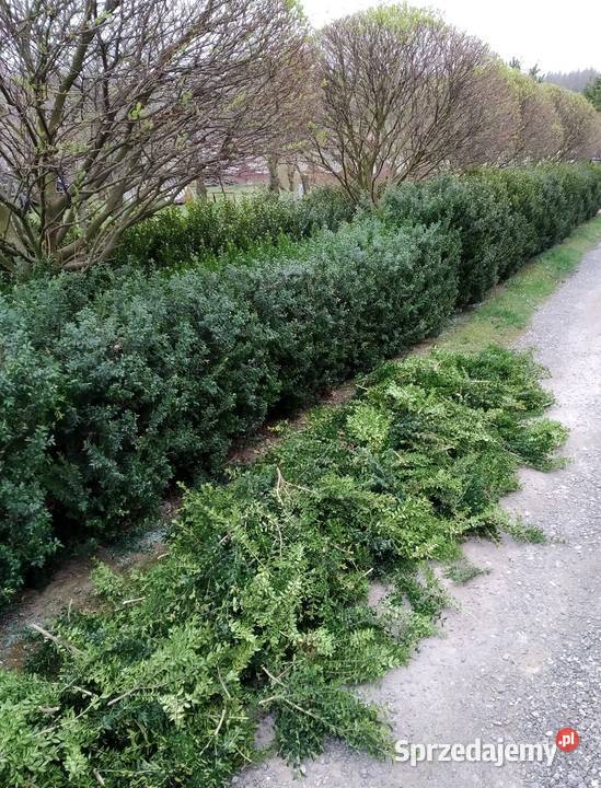 Bukszpan cięty świeży zdrowy wiązki pęczki Kraków