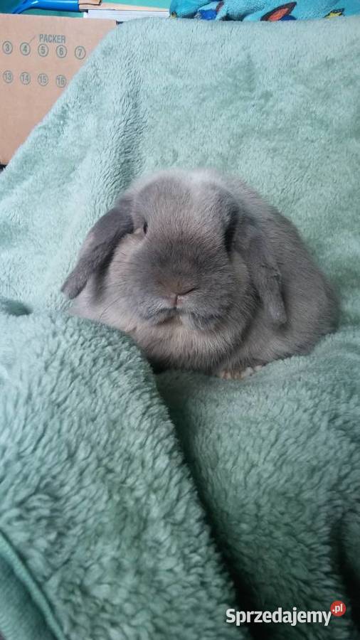Mini lop seal point piękny reproduktor okazja małopolskie Kraków