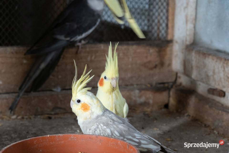 Papugi Nimfy Chmielnik