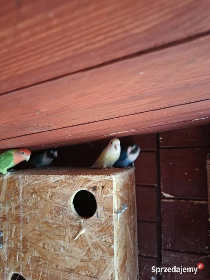 Papugi nierozłączki z woliery Julianpol sprzedam