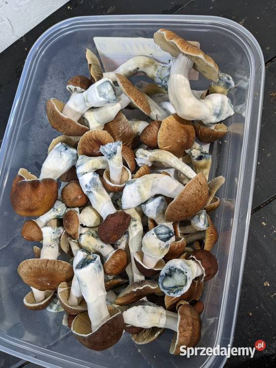 Mushroom trip Sprzęt medyczny