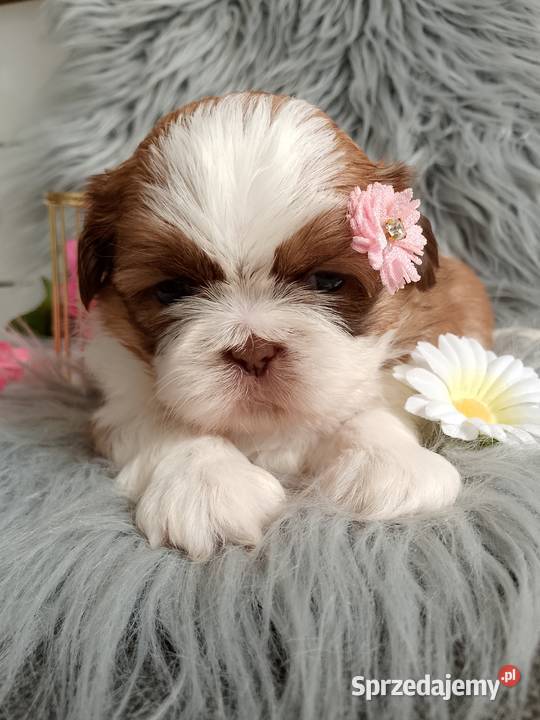 Suczka rasy ShihTzu biało złota Namysłów