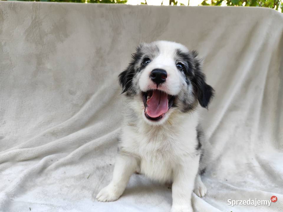 Piesek Border collie blue merle z rodowodem z Pozostałe Rymanów