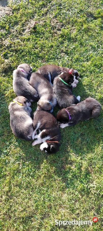Alaskan Malamute suka szczenię podkarpackie Przemyśl sprzedam