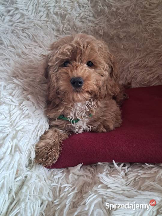 Suczka cockapoo mama cocker spaniel tata pudel Busko-Zdrój