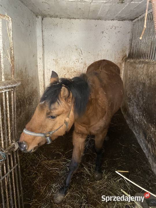 Sprzedam Kuce Walijskie Piotrków Trybunalski