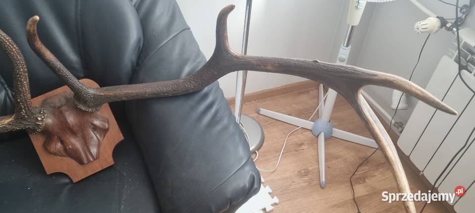 Poroże Jelenia Kraków