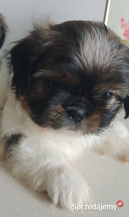Shih tzu rodowodowe Łuków