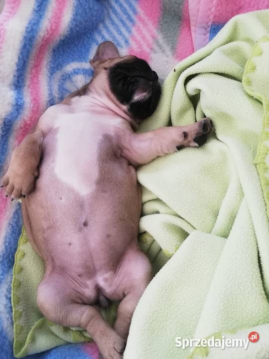 Buldog francuski Siedliska