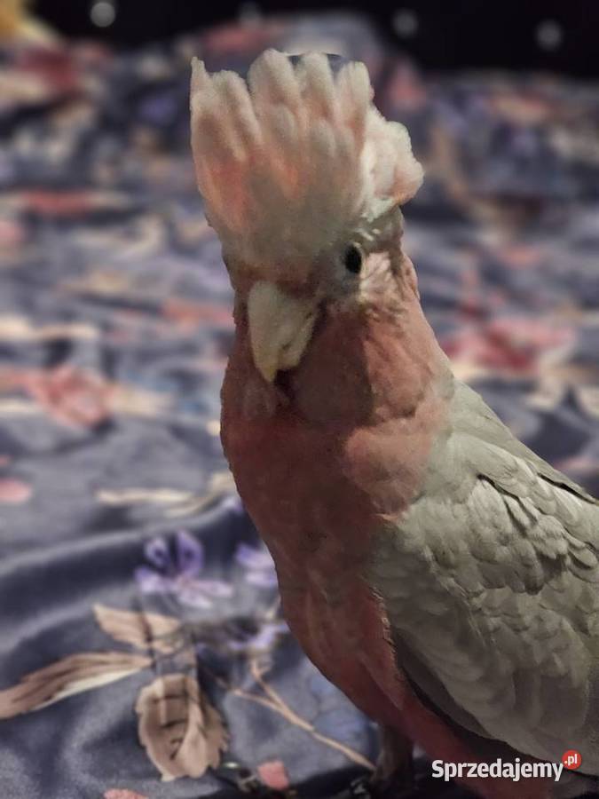 Kakadu różowe recznie wykarmiona Zwierzęta Ostrów Wielkopolski