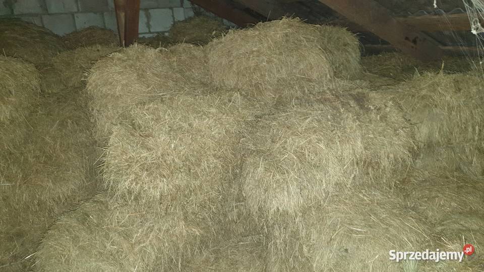 Sprzedam siano mała kostka