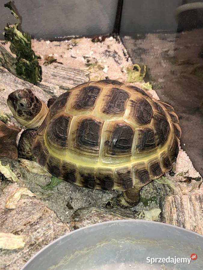 Żółw lądowy Gdynia