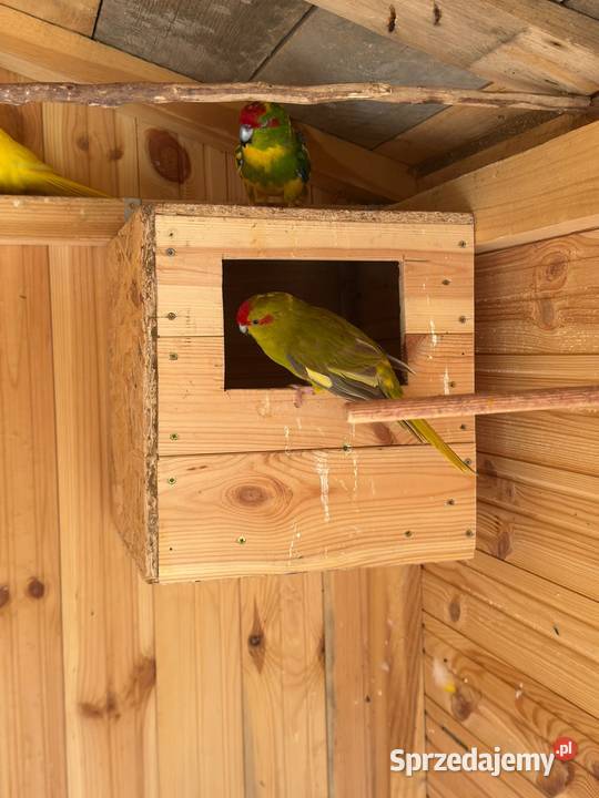 Modrolotki Czerwonoczelne papugi kozie