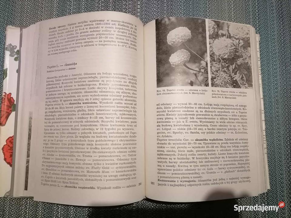 Uprawa Roślin Ozdobnych Wałbrzych