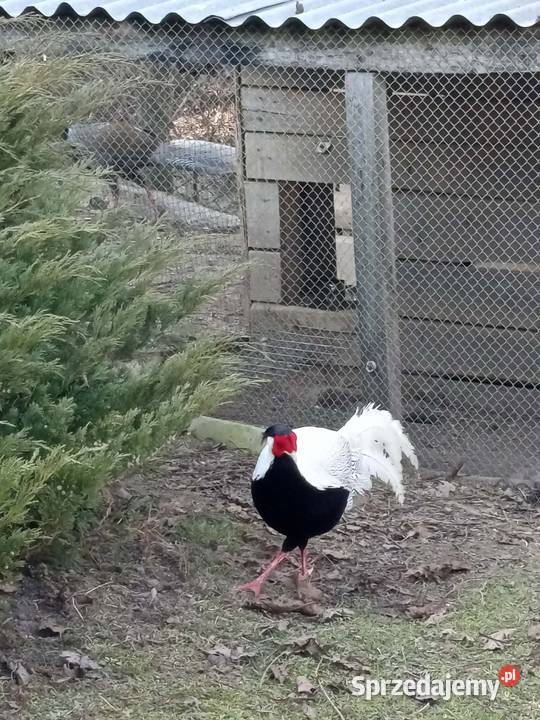 Bażanty srebrne Wojsławice