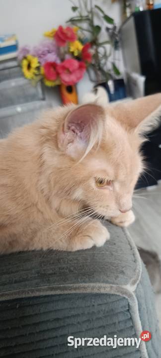 Gryzek Maine Coon Starogard Gdański