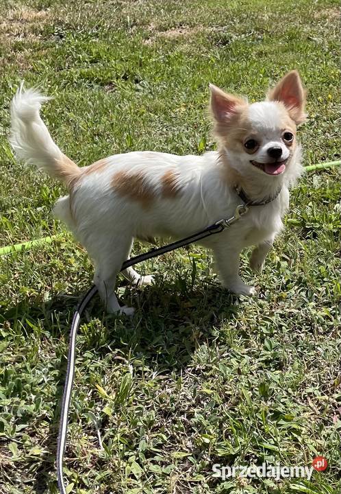 Piesek śnieżnobiały chihuahua ZKwP