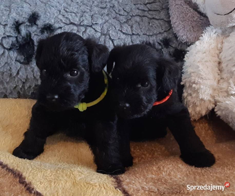 SZNAUCERY MINIATUROWE czarne maluszki z metryką Słomniki