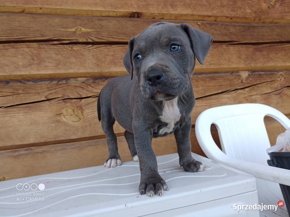 Amstaff SUCZKA American staffordshire terrier Zamek Bierzgłowski