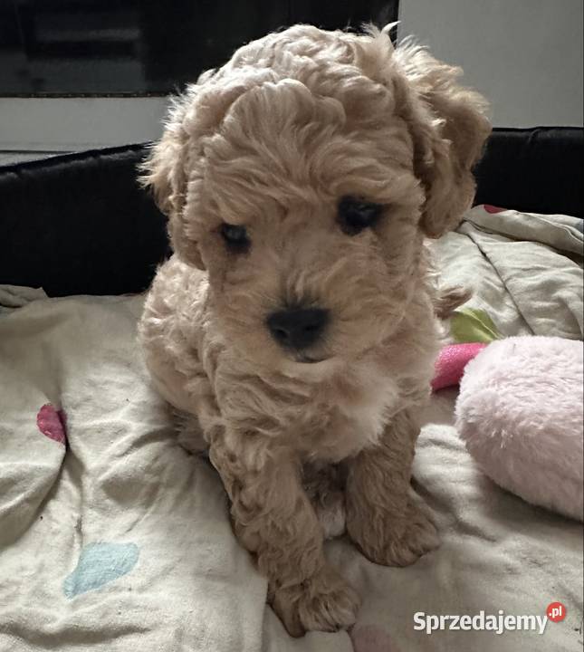 Piesek bichpoo bichon frise pudel toy nie mazowieckie Warszawa sprzedam