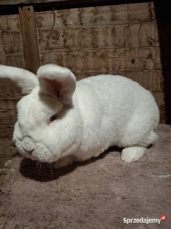 Króliki nowozelandzki biały nb Stawiski