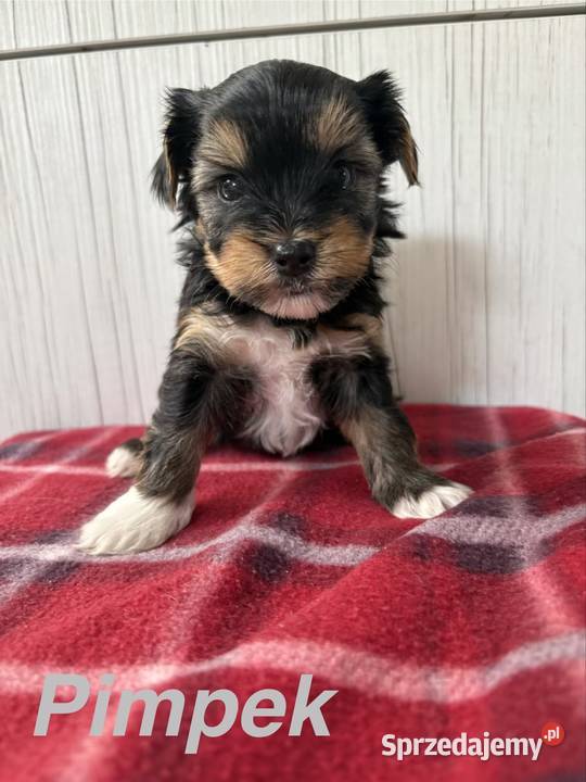 Do Rezerwacji Pimpek Yorkshire Terrier Biewer Konin