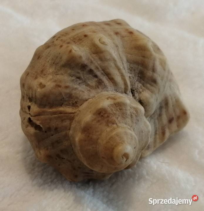 Muszla 51 61 Kreatywne sprzedam