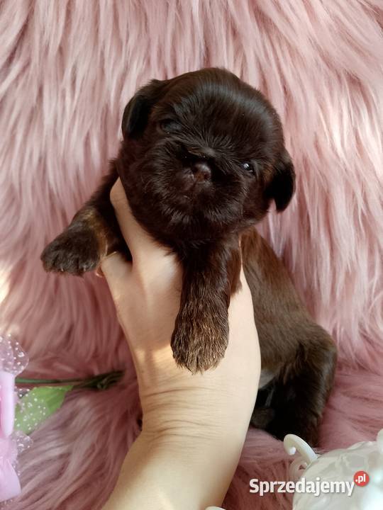 Czekoladowa suczka rasy ShihTzu Kluczbork
