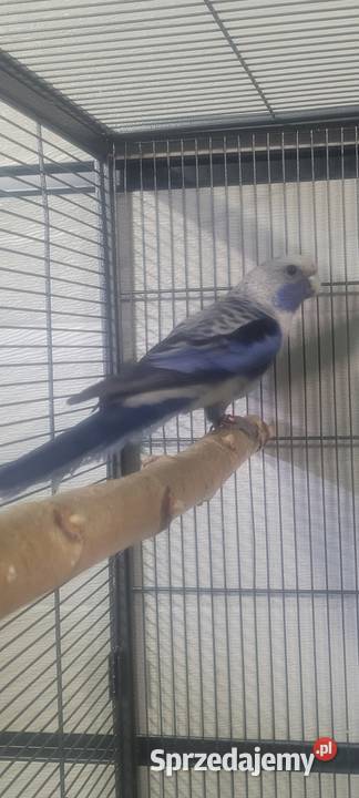 Samiec rozelli krolewskiej Wieliczka