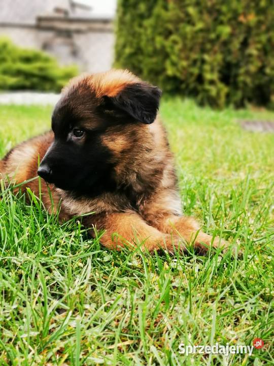 Owczarek niemiecki długowłosy wilczasty