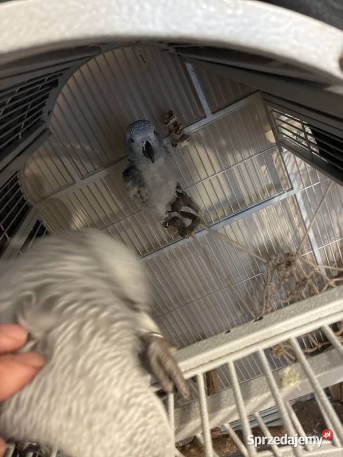 Para żako z klatką Elbląg