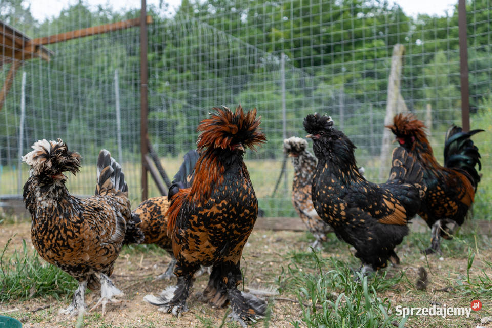 kury pawłowskie jaja lęgowe młode Lisewiec