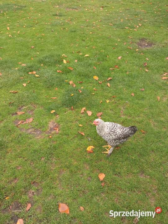 Koguty koguciki młode własny chów Rychwał sprzedam