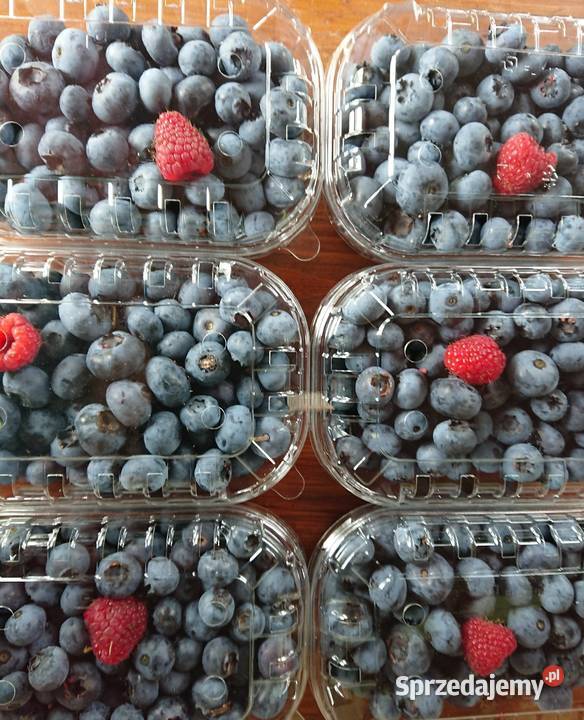 Borówki amerykańskie owoce Łazy