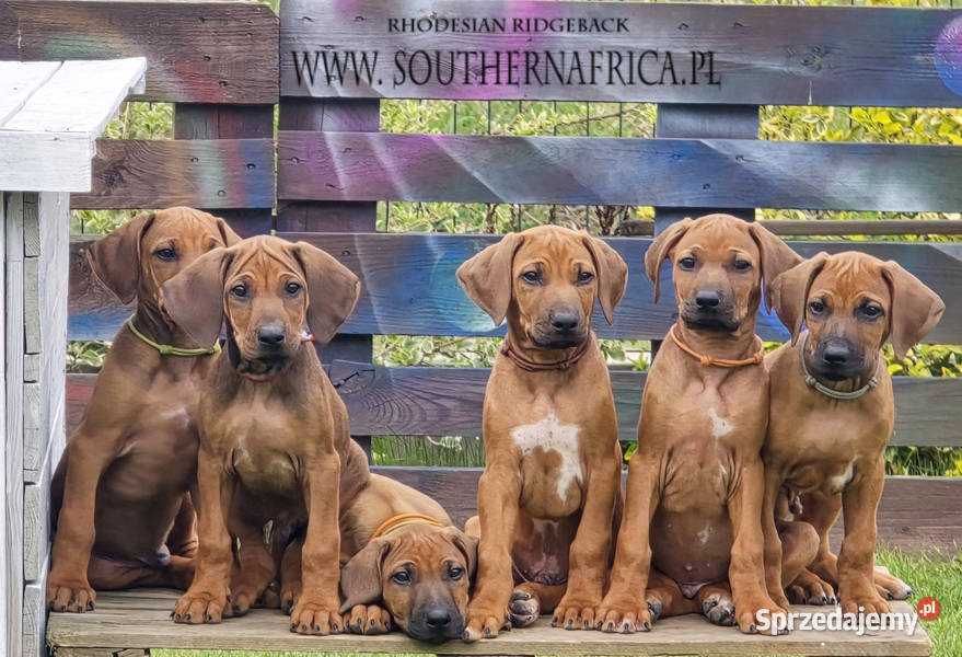 Szczenięta rhodesian ridgeback rodowodowe ZKwP Pozostałe Rzeszów