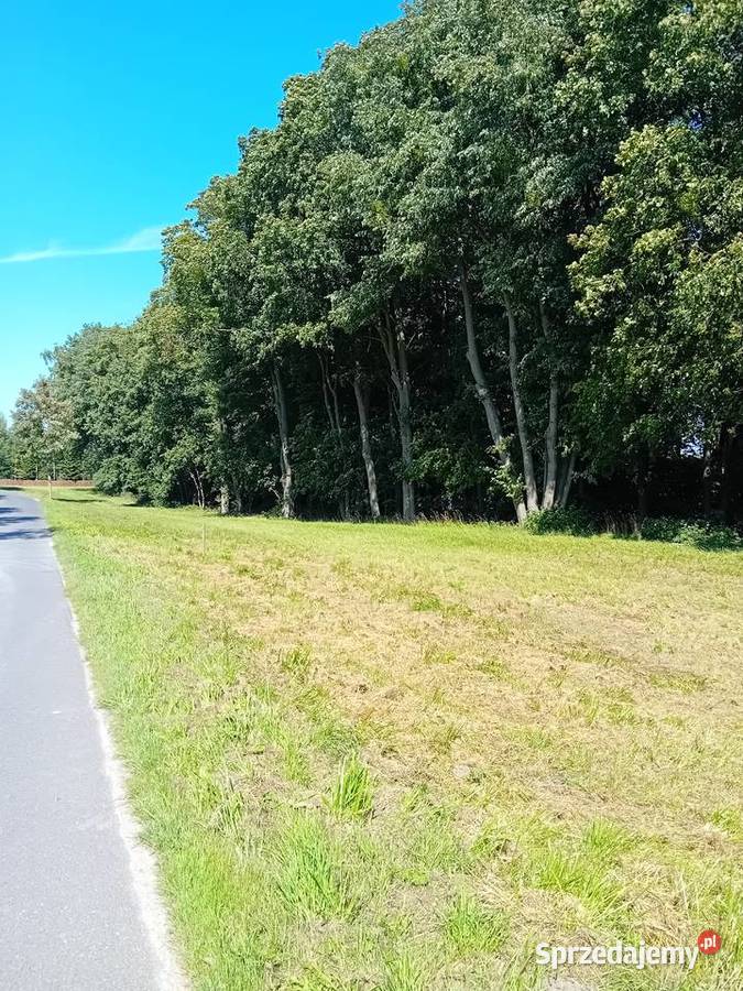 Wydzierżawię działki rekreacyjne Laskowice