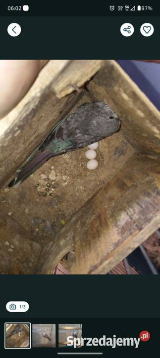 Para lęgowa Krępica