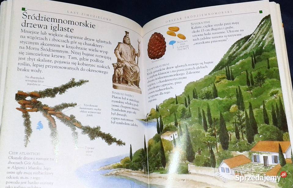 Drzewa Mini encyklopedia Theresa Greenaway Kultura i Rozrywka