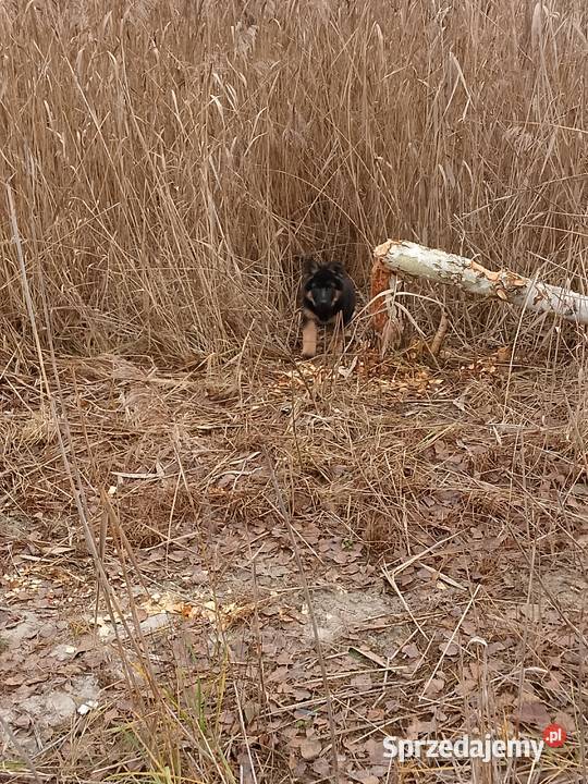 Owczarek niemiecki Tomaszów Mazowiecki