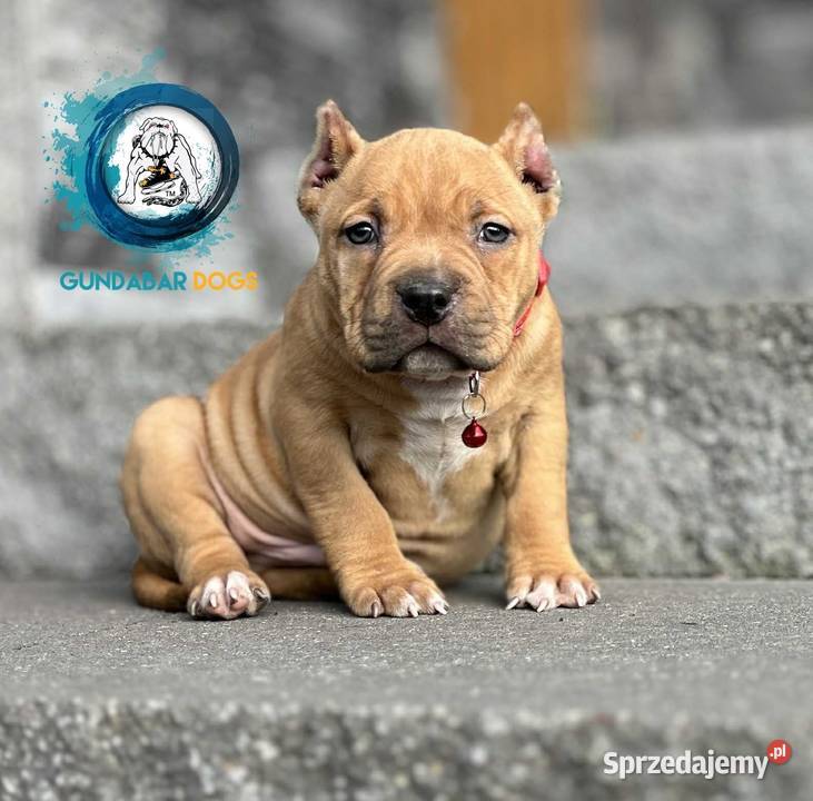 American Bully ABKC piesek Koło