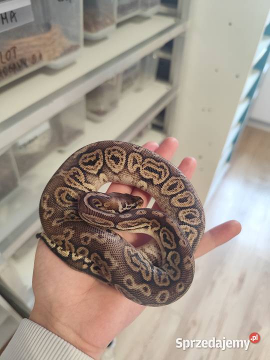 Pytony Królewskie tegoroczne Pruszków sprzedam