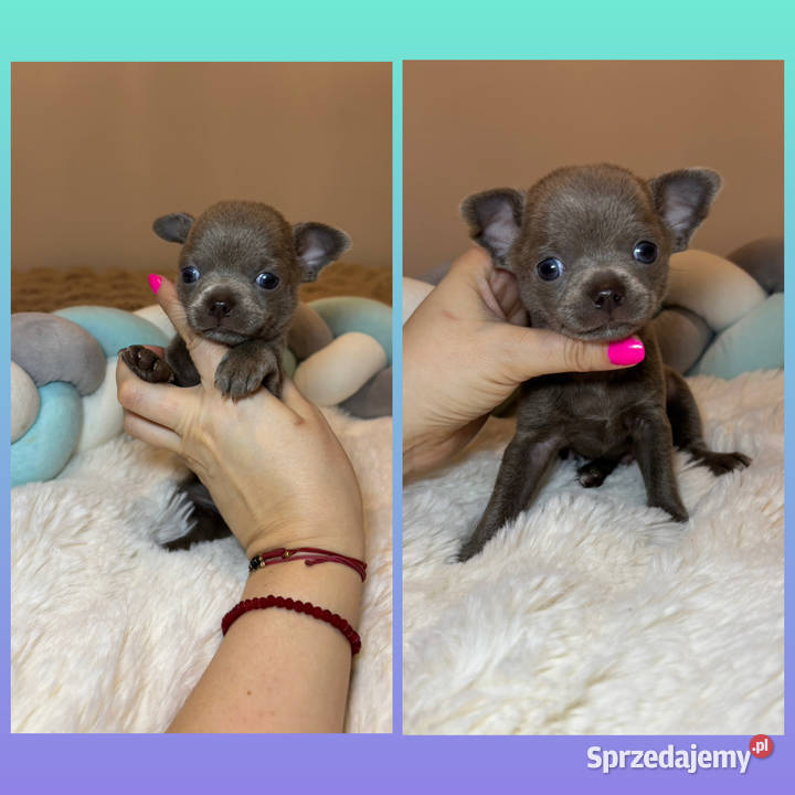 Chihuahua krótkowłosy piesek liliowy badania DNA Bełchatów sprzedam