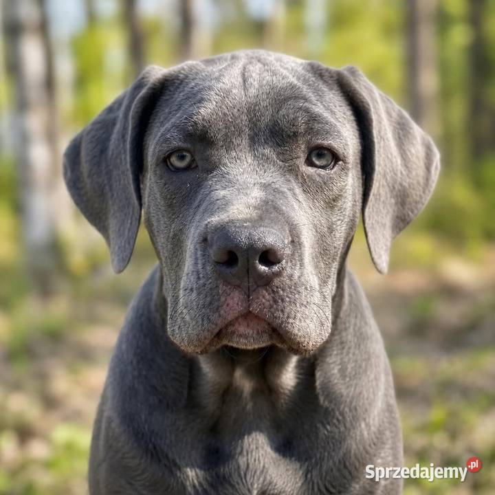 Piękna Suczka BANDOG po unikalnym imporcie (rodowód) – Gotowa do domu