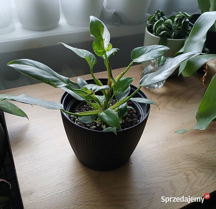 Philodendron White Princess Częstochowa