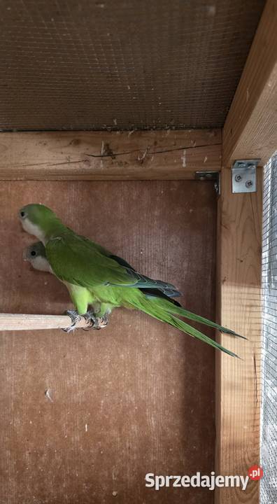 Mnichy nizinne łódzkie Radomsko